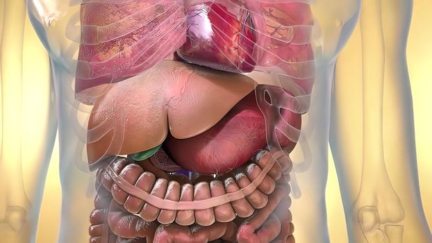 liver and gallbladder surgery Anatomy 3D illustration Concept.