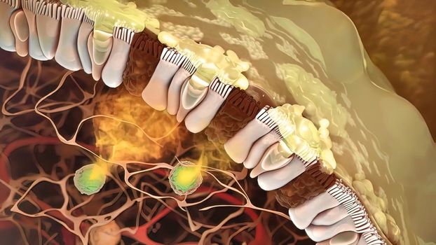 A lymphocyte is a type of white blood cell in the immune system of most vertebrates. 3D illustration