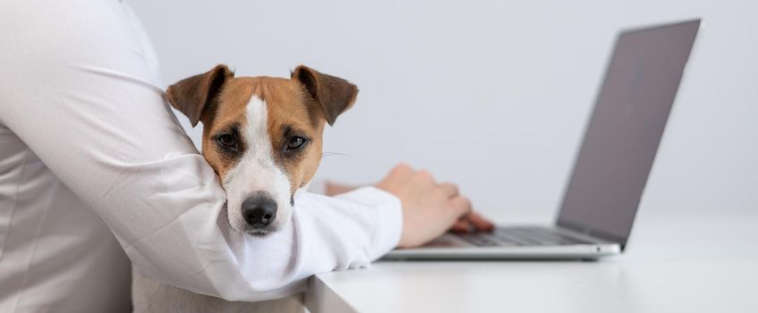 Caucasian woman working at laptop with dog jack russell terrier on her knees