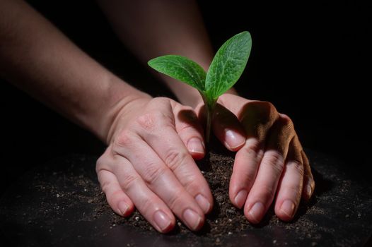 A woman is planting a sprout of zucchini. Close-up of female hands gardening on black background