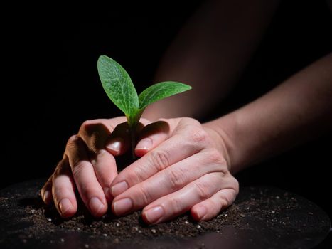 A woman is planting a sprout of zucchini. Close-up of female hands gardening on black background