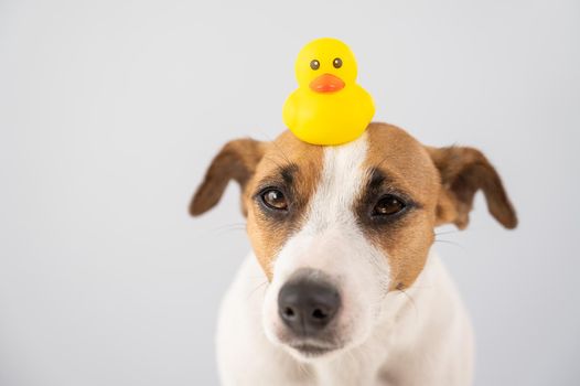 Jack Russell Terrier dog with a rubber duck on his head