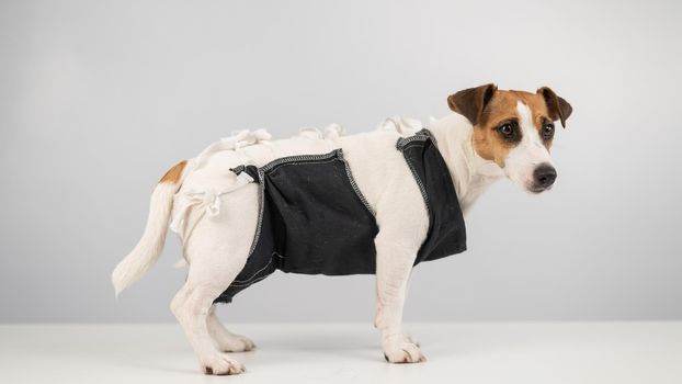 Jack Russell Terrier in post-op blanket after female sterilization. Dog hysterectomy