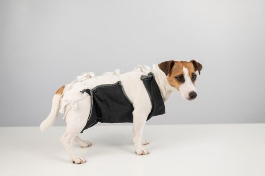 Jack Russell Terrier in post-op blanket after female sterilization. Dog hysterectomy