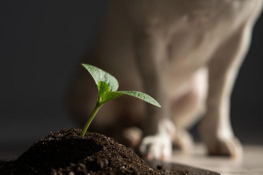 Close-up of a sprout of zucchini against the background of a dog