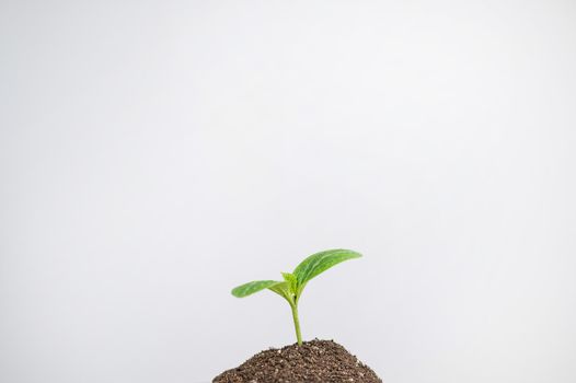 Zucchini sprout on white background