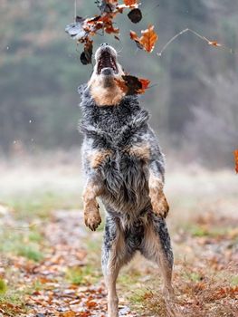 Australian cattle dog in action of catching falling autumn leaves in park. Open muzzle with teeth
