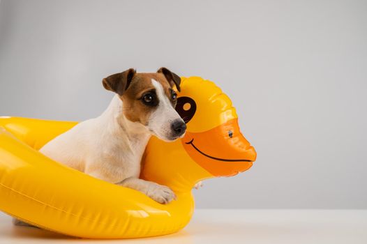 Dog jack russell terrier in a floating ring duck on a white background