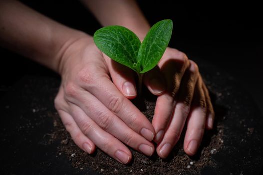 A woman is planting a sprout of zucchini. Close-up of female hands gardening on black background