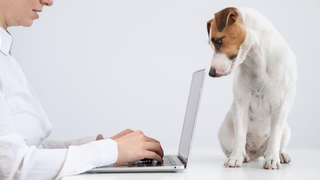 Jack Russell Terrier dog lies on the table in front of the owner's computer