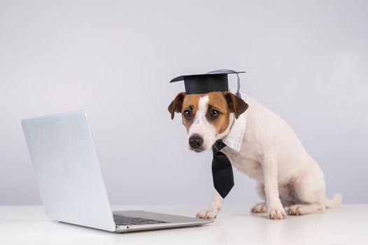 Jack Russell Terrier dog dressed in a tie and an academic cap works at a laptop on a white background