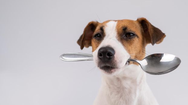 Close-up portrait of a dog Jack Russell Terrier holding a spoon in his mouth on a white background. Copy space