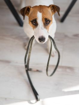 Jack Russell Terrier dog sits under the table with a leash in his teeth and calls the owner for a walk