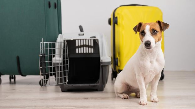 Jack russell terrier dog sits by suitcases and travel box. Ready for vacation