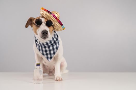 Jack Russell Terrier dog dressed as a Mexican