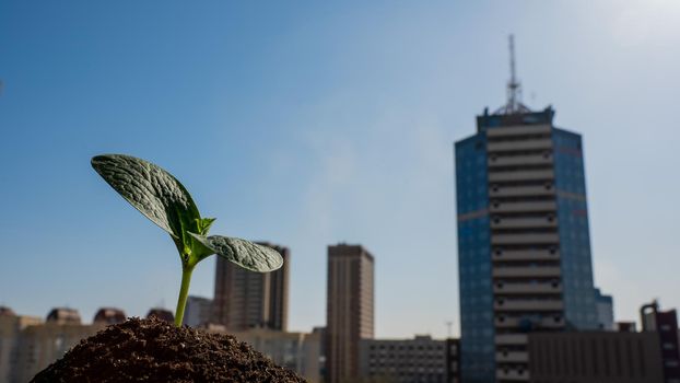 Close-up of a sprout of zucchini on the windowsill against the backdrop of the city