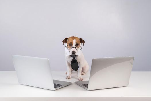 Jack Russell Terrier dog in glasses and a tie sits between two laptops on a white background