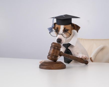 Dog jack russell terrier dressed as a judge and holding a gavel on a white background