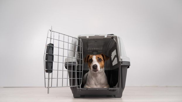 Jack Russell Terrier dog inside a cage for safe transportation with open door