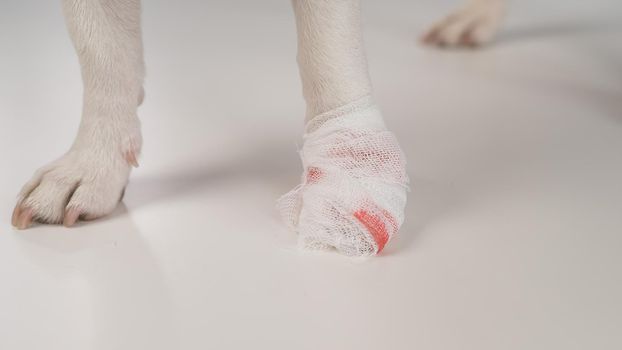 Close-up of a bandaged dog's paw on a white background