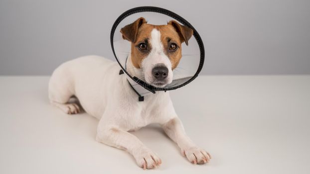 Jack Russell Terrier dog in plastic cone after surgery