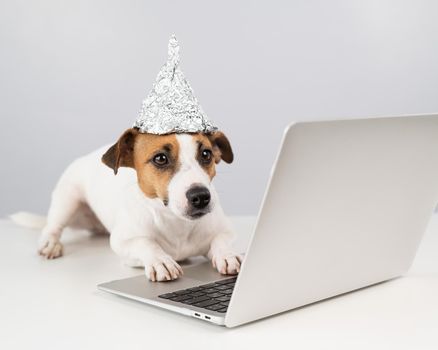 Jack Russell Terrier dog in a foil hat works at a laptop