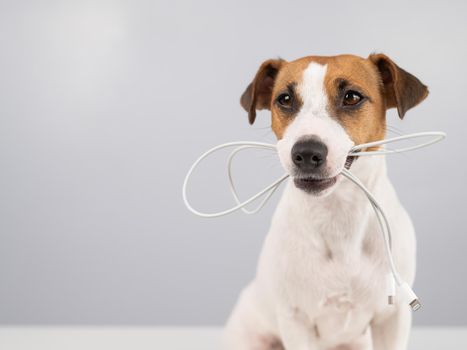 Jack russell terrier dog holding a type c cable in his teeth on a white background. Copy space