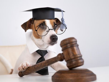 Dog jack russell terrier dressed as a judge and holding a gavel on a white background