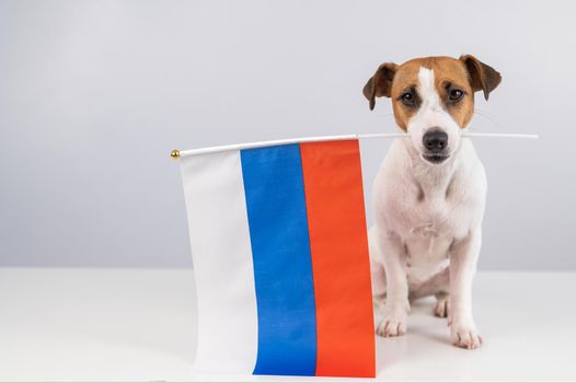 Jack Russell Terrier dog holding a small flag of the Russian Federation on a white background