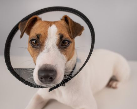 Jack Russell Terrier dog in plastic cone after surgery