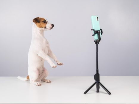 Jack Russell Terrier dog live streaming on smartphone