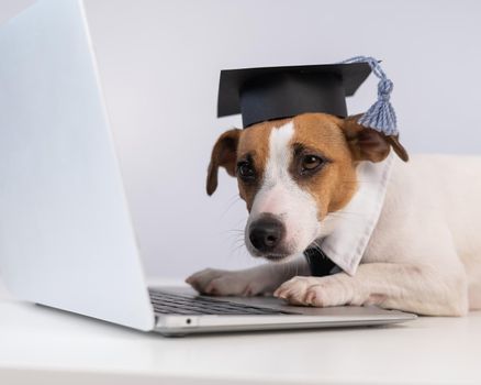 Jack Russell Terrier dog dressed in a tie and an academic cap works at a laptop on a white background