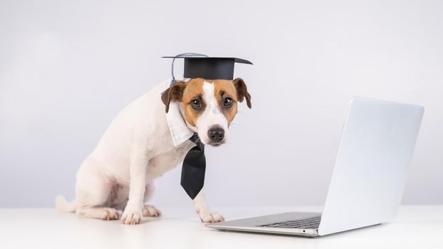 Jack Russell Terrier dog dressed in a tie and an academic cap works at a laptop on a white background