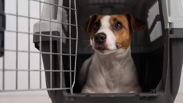 Jack Russell Terrier dog inside a cage for safe transportation with open door