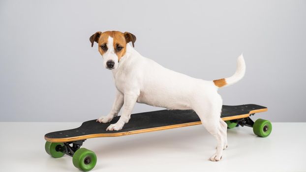 Dog jack russell terrier posing on a longboard in front of a white background