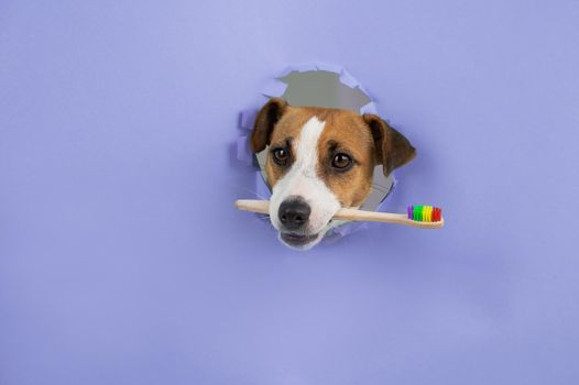 The muzzle of a Jack Russell Terrier sticks out through a hole in a paper lilac background and holds a toothbrush