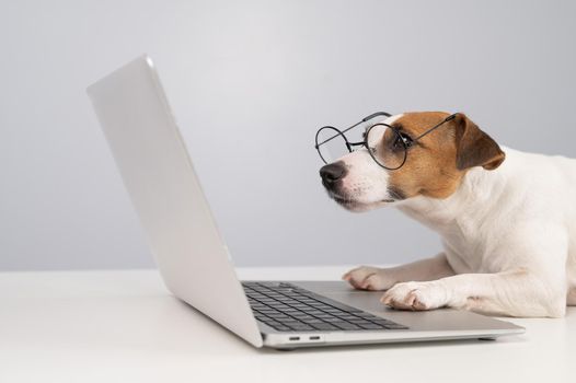 Portrait of dog jack russell terrier in glasses at work on a laptop