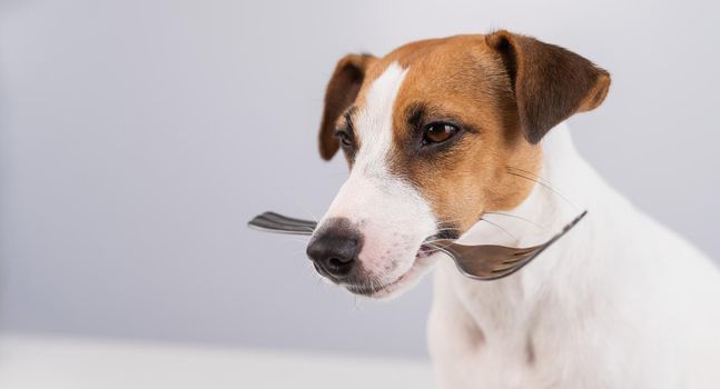 Close-up portrait of a dog Jack Russell Terrier holding a fork in his mouth on a white background. Copy space