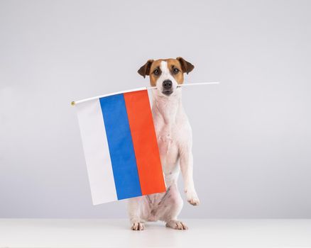 Jack Russell Terrier dog holding a small flag of the Russian Federation on a white background