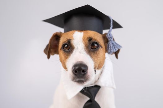 Jack Russell Terrier dog dressed in a tie and an academic cap in front of a white background