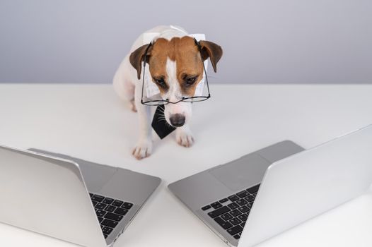 Jack Russell Terrier dog in glasses and a tie sits between two laptops on a white background