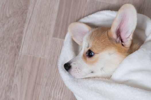 Woman wrapped a red corgi puppy in a blanket