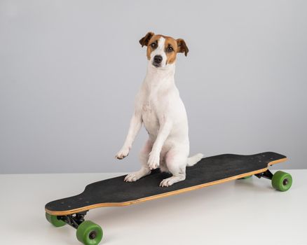 Dog jack russell terrier posing on a longboard in front of a white background