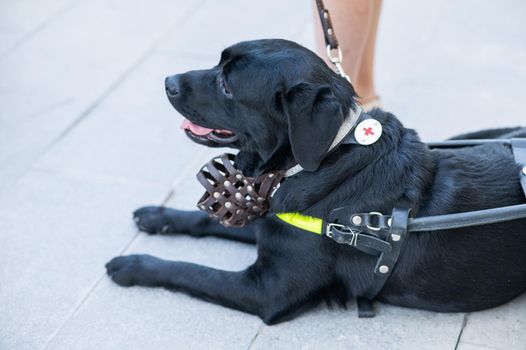 Black Labrador working as a guide dog for a blind woman