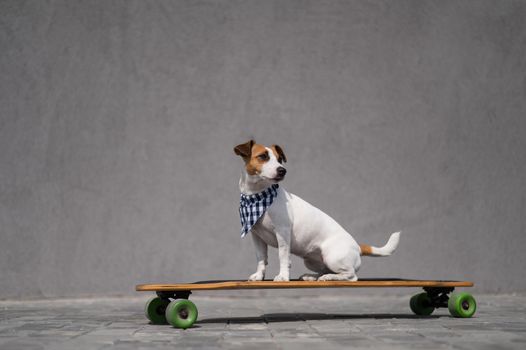 Jack Russell Terrier dog dressed in a plaid bandana rides a longboard