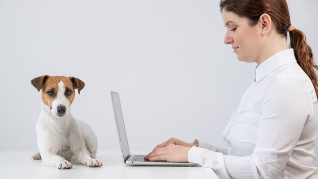 Caucasian woman working on laptop with jack russell terrier dog on table