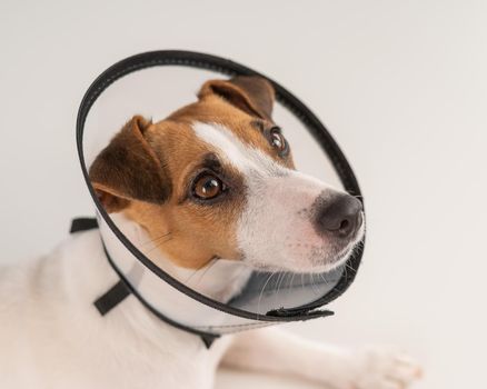 Jack Russell Terrier dog in plastic cone after surgery