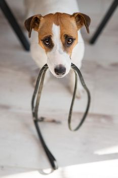 Jack Russell Terrier dog sits under the table with a leash in his teeth and calls the owner for a walk