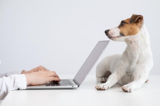 Jack Russell Terrier dog lies on the table in front of the owner's computer