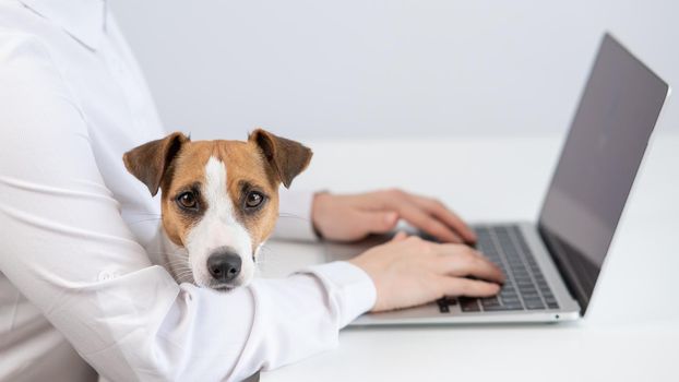 Caucasian woman working at laptop with dog jack russell terrier on her knees